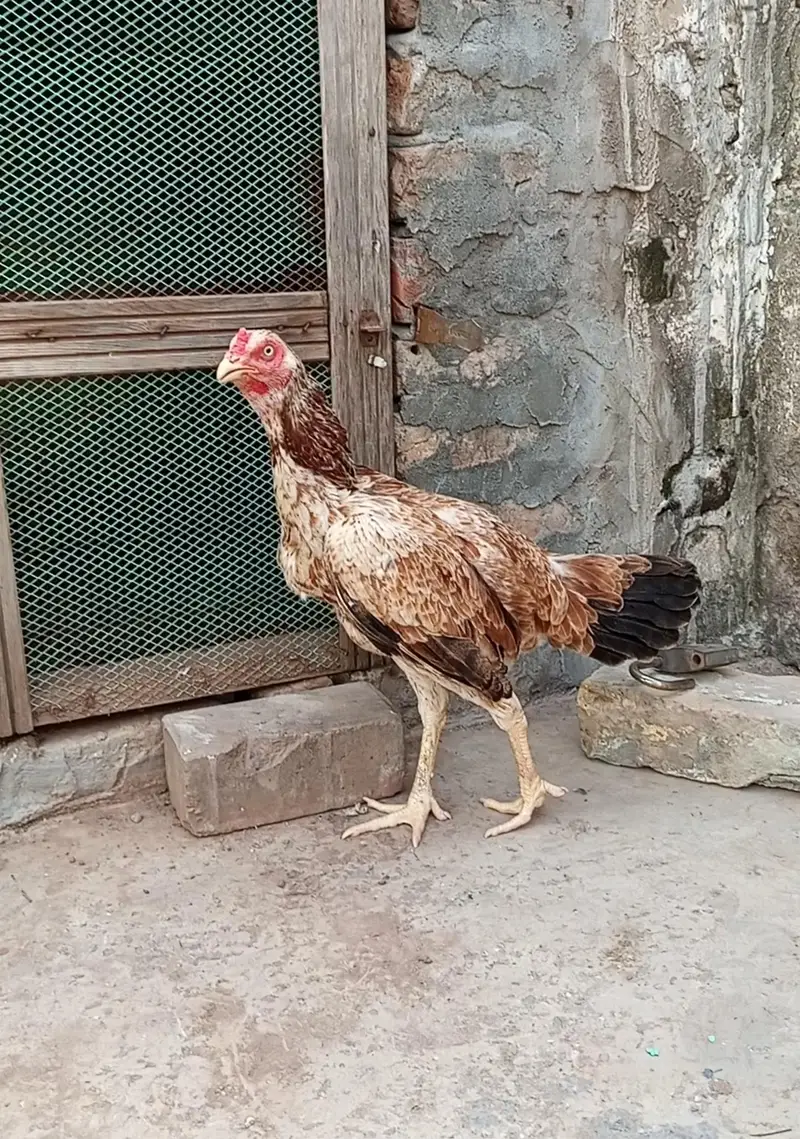 Aseel Breeder Female — photo 2