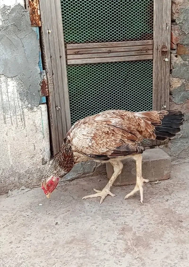 Aseel Breeder Female — photo 3