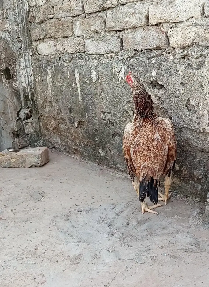 Aseel Breeder Female — photo 4