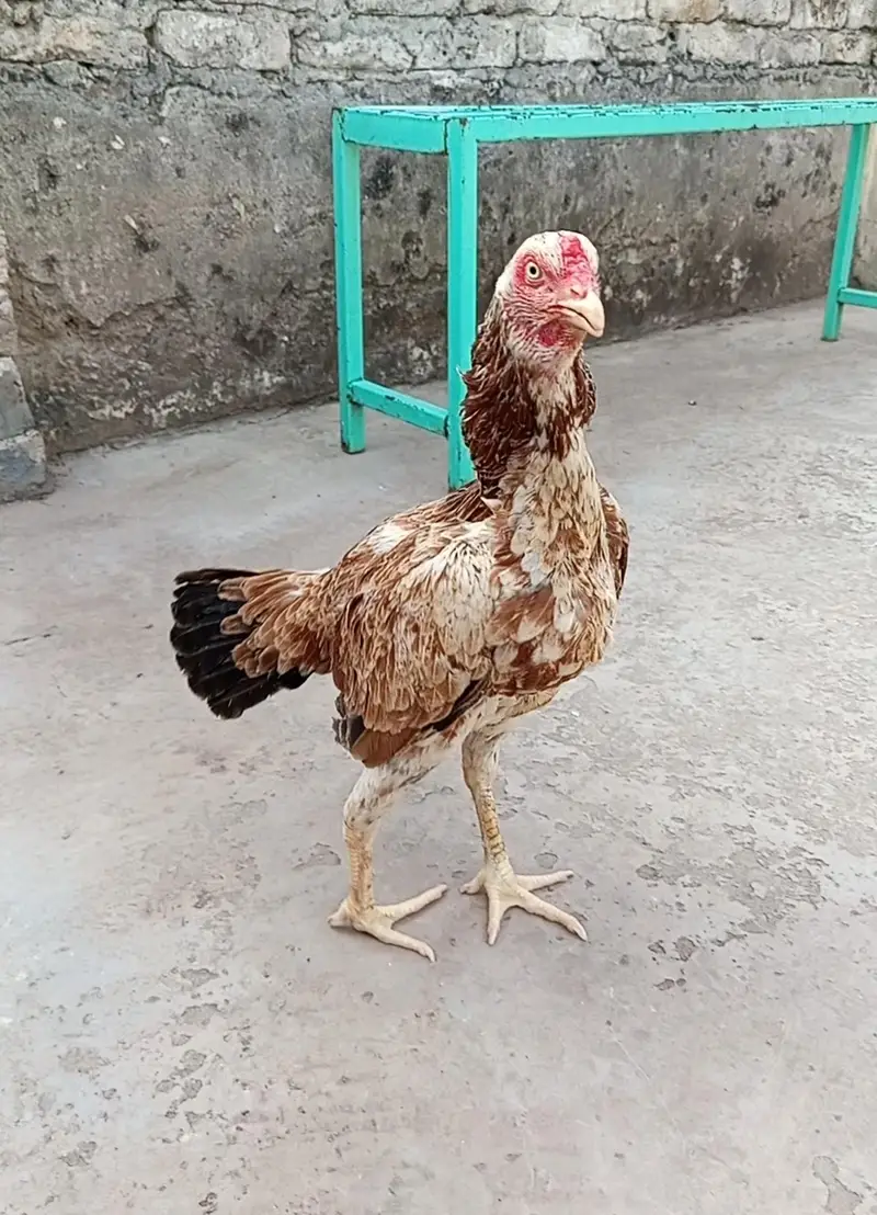 Aseel Breeder Female — photo 5