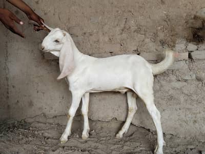 Bakra for sale call me+/03291319927