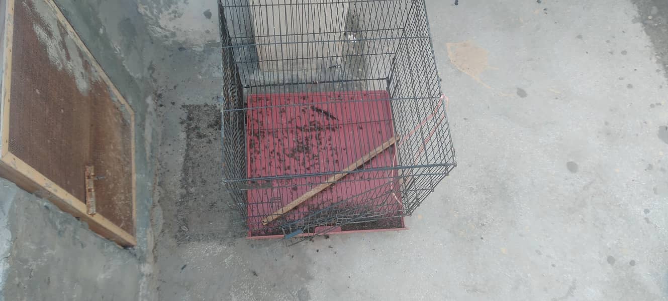 bird cages 1