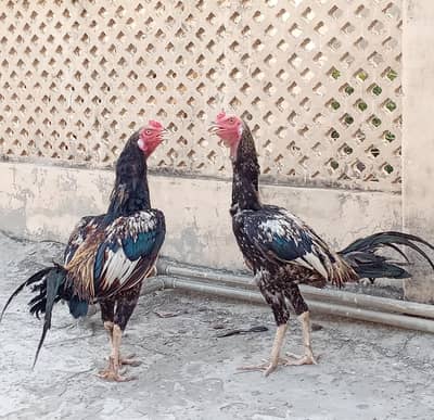 Aseel Murghas Pair
