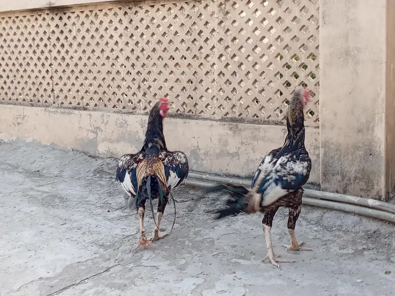Aseel Murghas Pair — photo 2