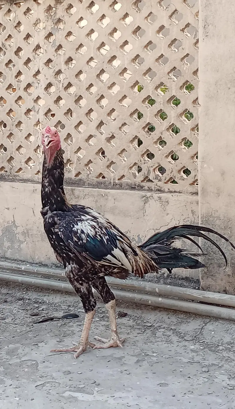 Aseel Murghas Pair — photo 3