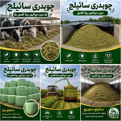 Silage/Corn Silage/Maki Silage/Animal Feeds چوہدری سائیلج