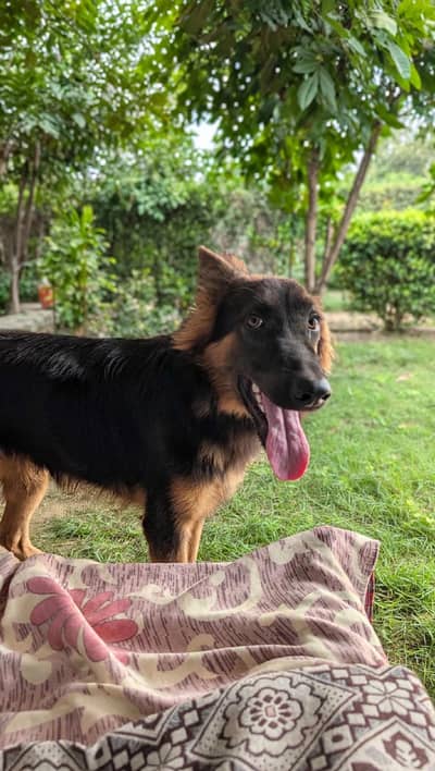 beautiful pet