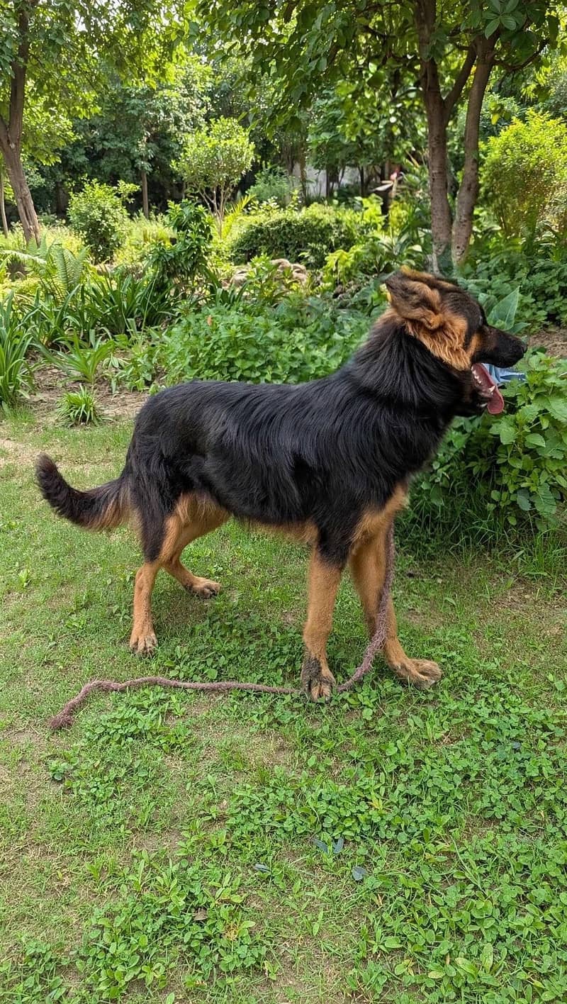 beautiful pet 1