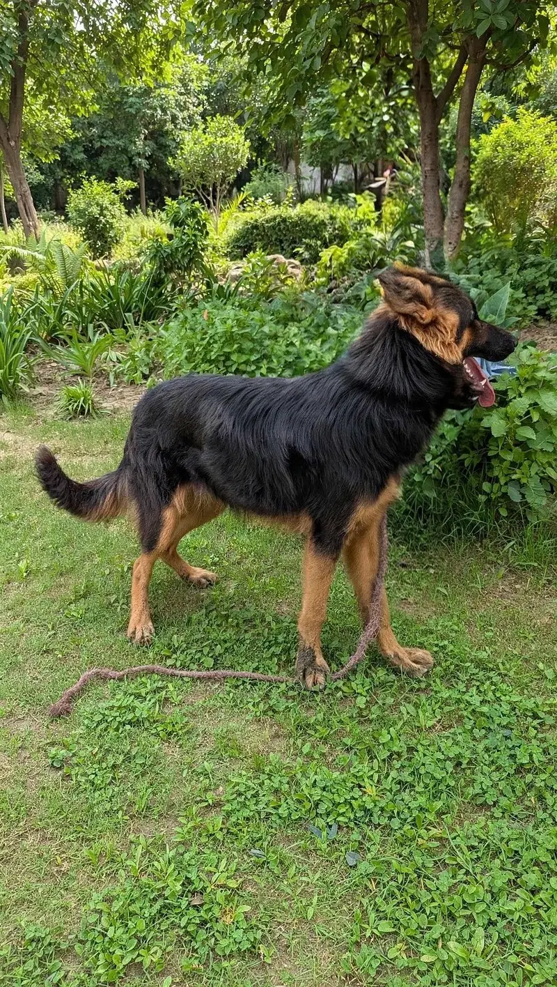 beautiful pet — photo 2