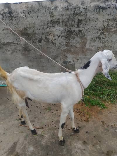 Goat and kid for sale