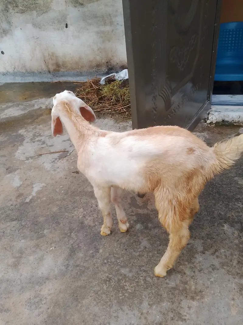 Goat and kid for sale — photo 2