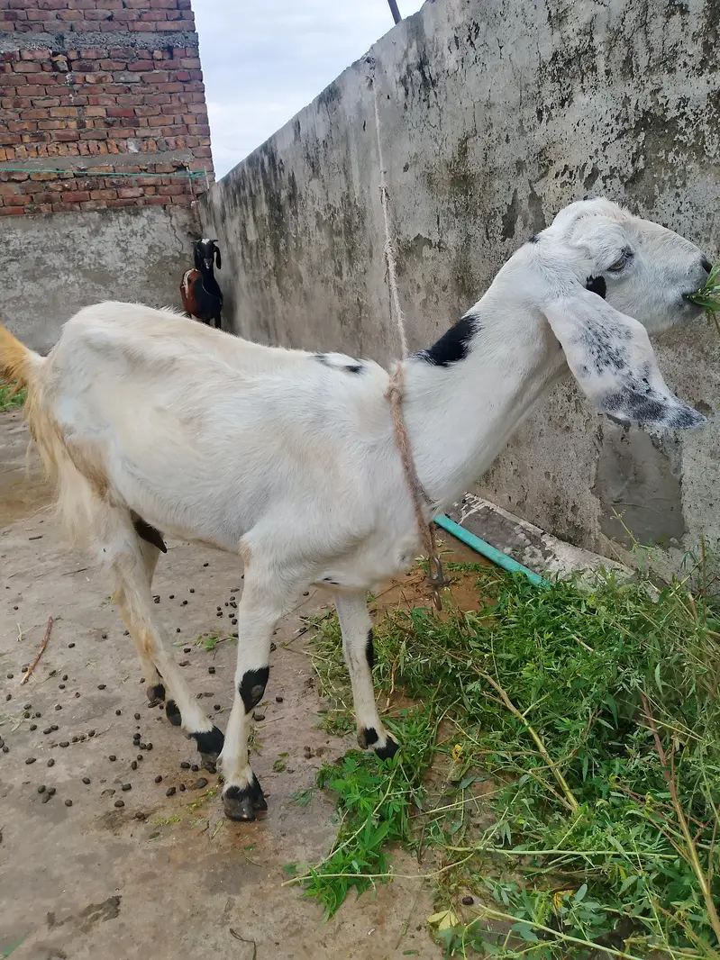 Goat and kid for sale — photo 3
