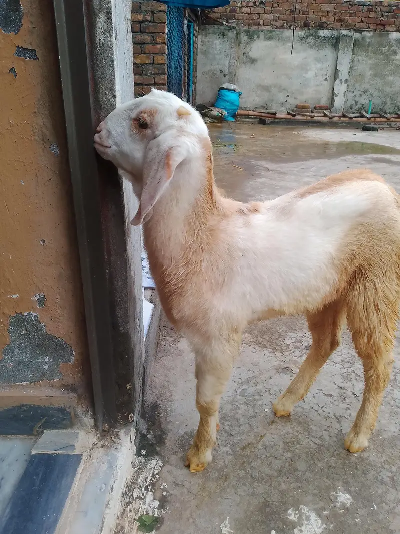 Goat and kid for sale — photo 4