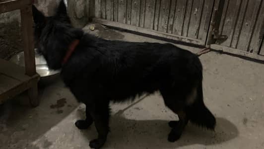 black German shepherd male