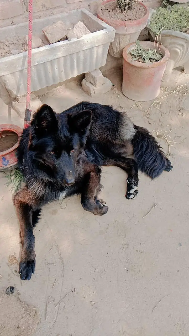 black German shepherd male — photo 2