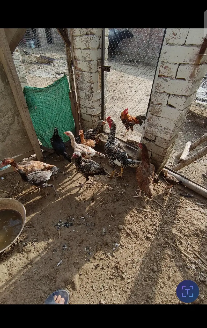 Aseel. Lakka kabotar . Australian buggies 03705901119 — photo 2
