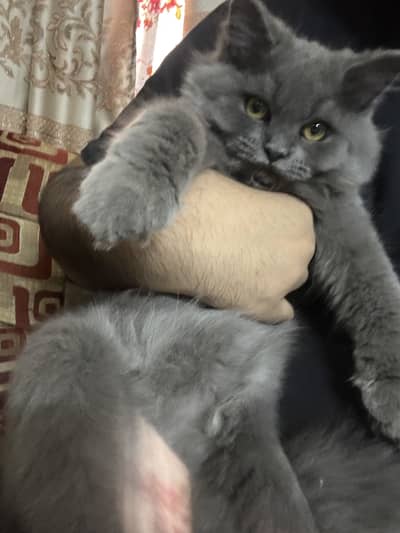 6 Months Old Grey Kitten