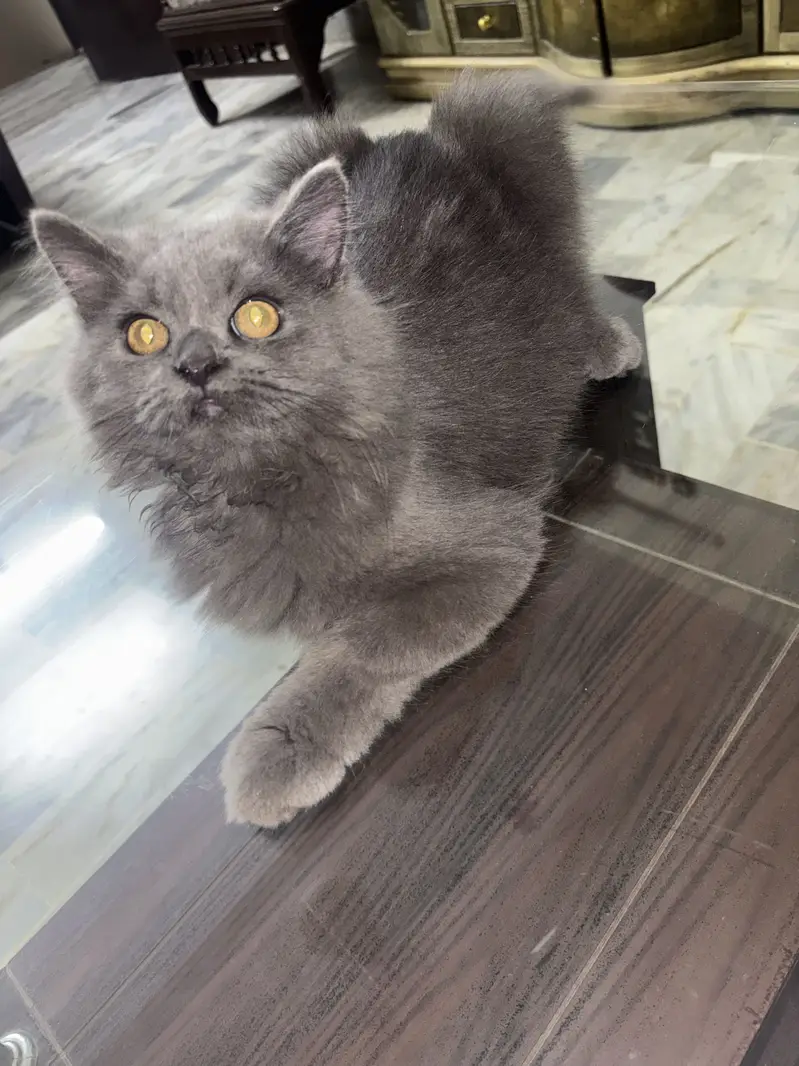 6 Months Old Grey Kitten — photo 2
