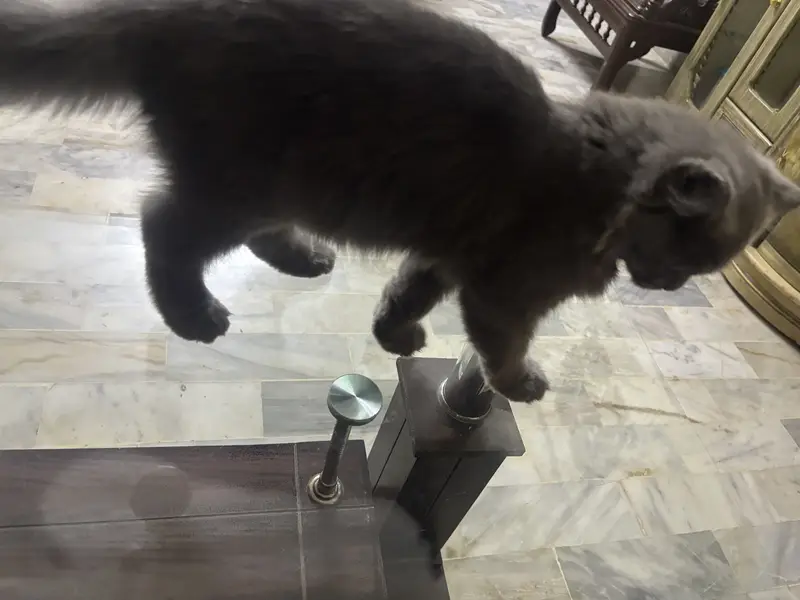 6 Months Old Grey Kitten — photo 3