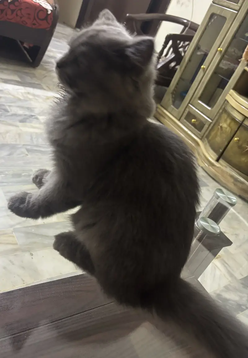 6 Months Old Grey Kitten — photo 4