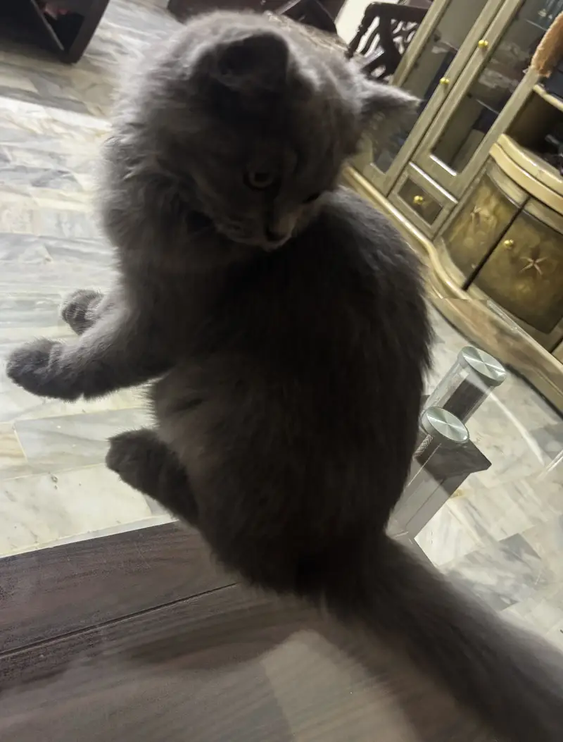 6 Months Old Grey Kitten — photo 5