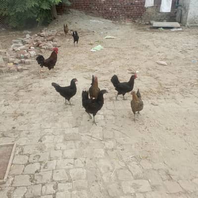 egg laying hens