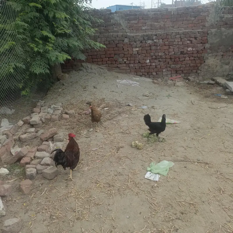 egg laying hens — photo 2