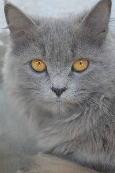 cat for sale