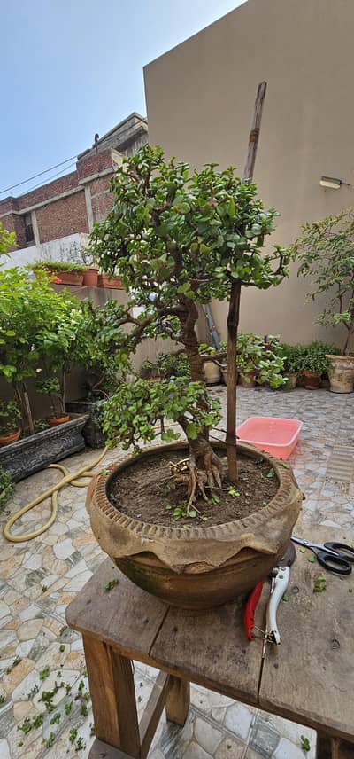 Bonsai