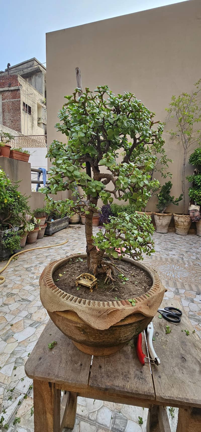 Bonsai 1