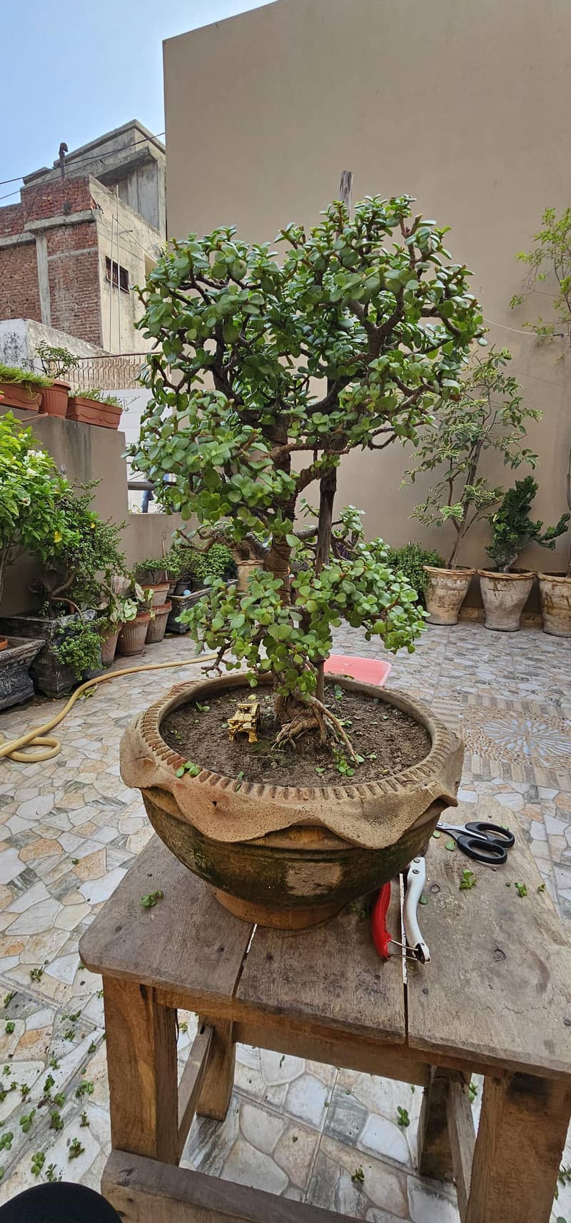 Bonsai 2