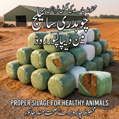 silage, corn silage, silage delivery all pakistan چوہدری سائیلج