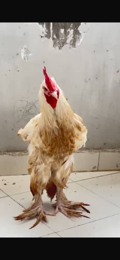 Golden buff for sale