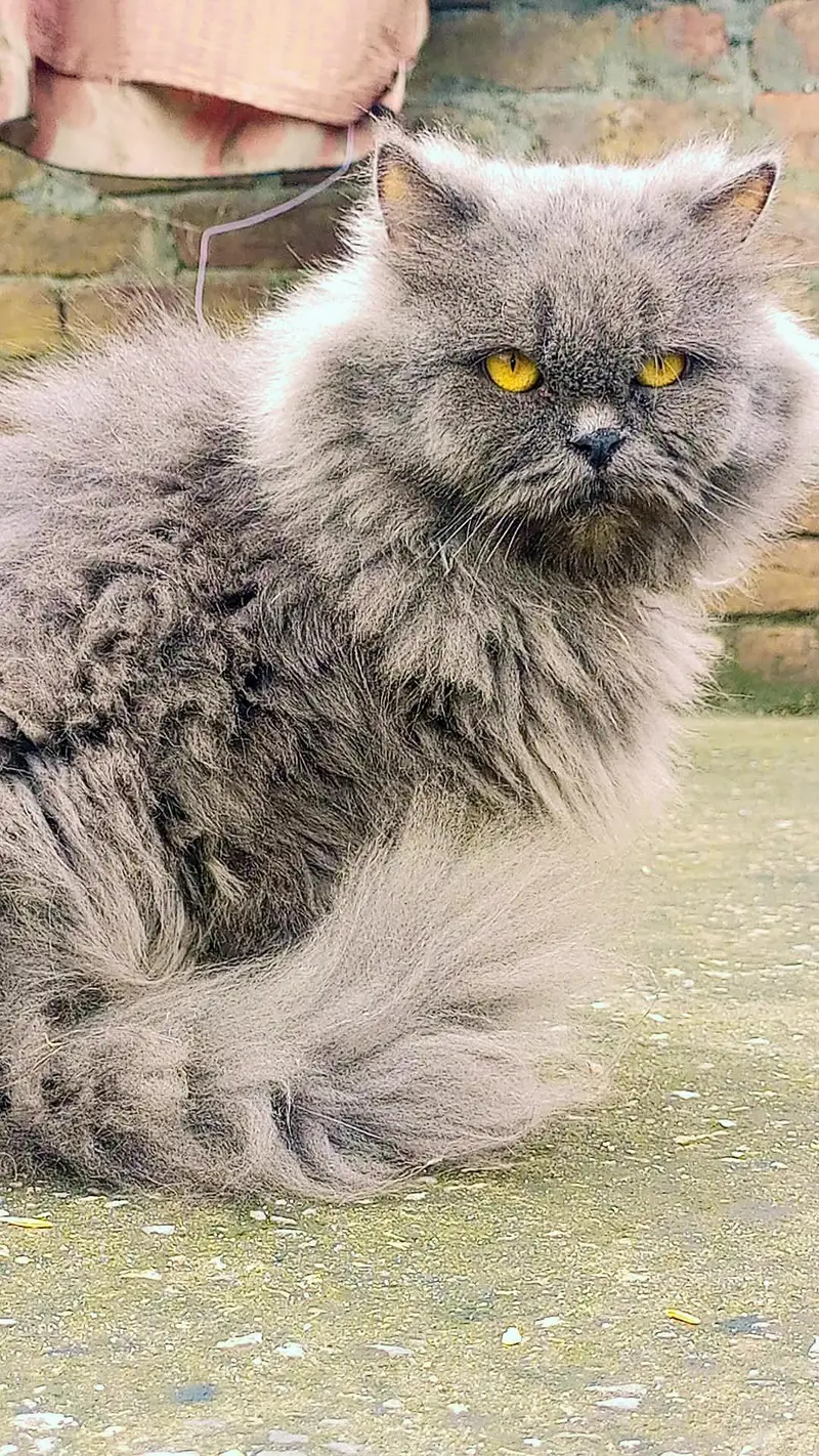 cats cats — photo 2