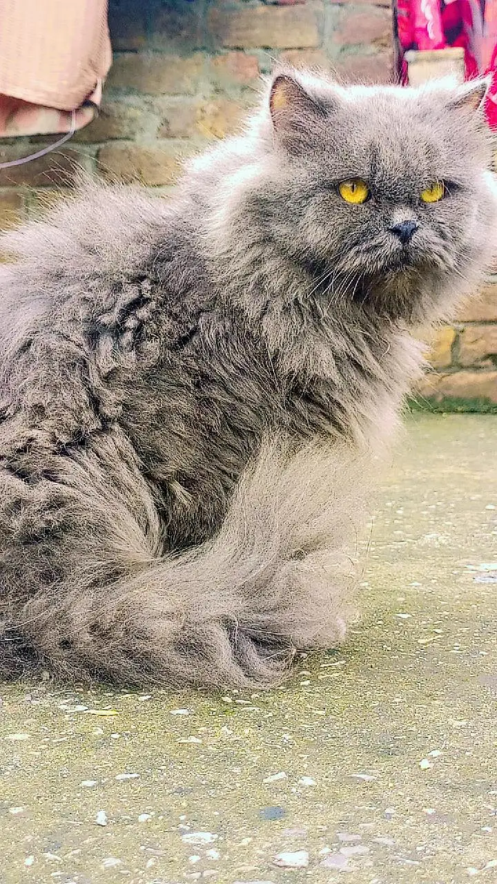 cats cats — photo 4