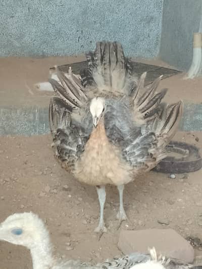 4 Blak shoulder peacock