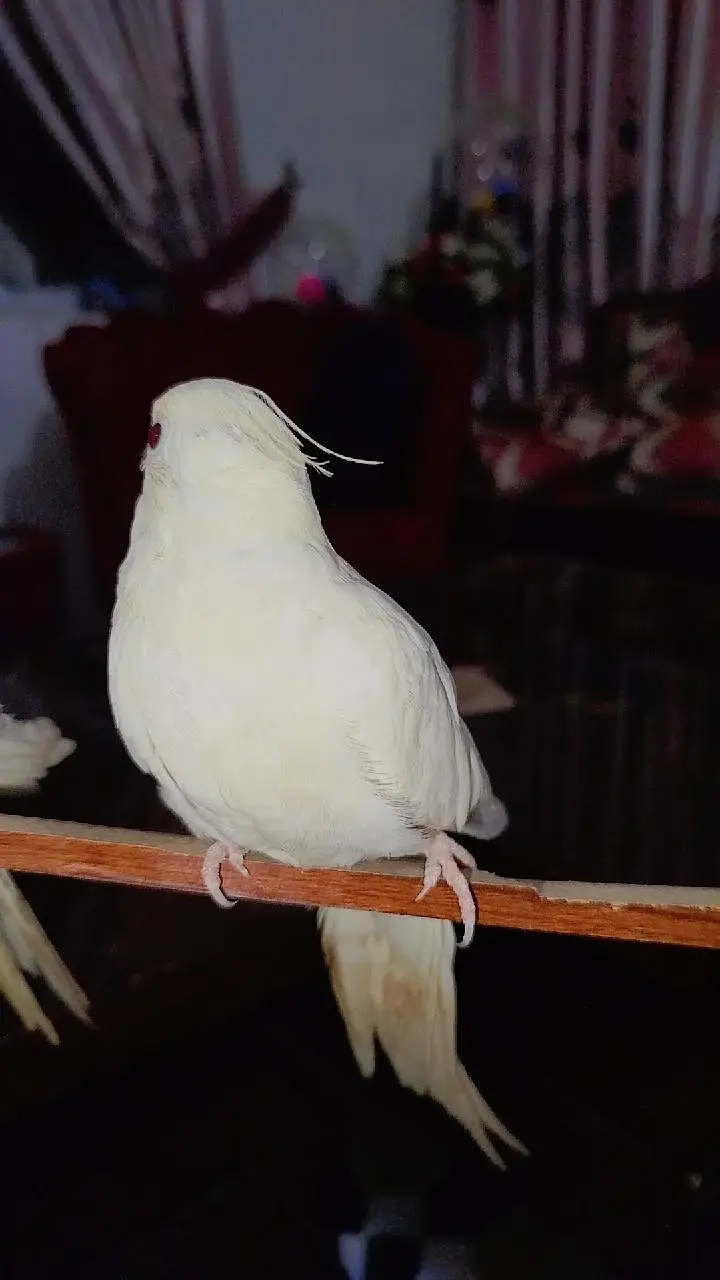 Eno White Red Eye Handtamed Proper Cocktails Zero Bite — photo 4