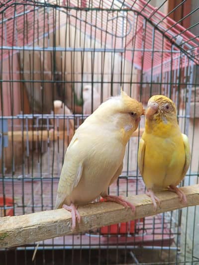 Budgies Parrots For Sale