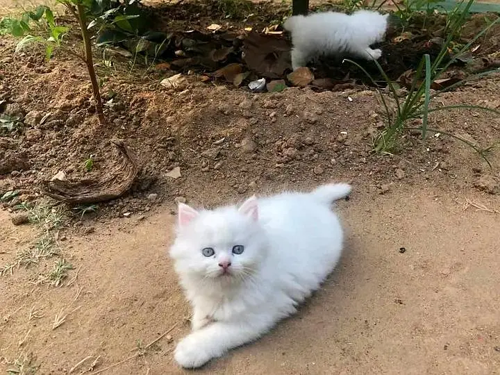 Cats | Persian | kittens |  Blue Eyes| 3 kot | O34O48 26 941| WA^⁠_⁠^ — photo 2