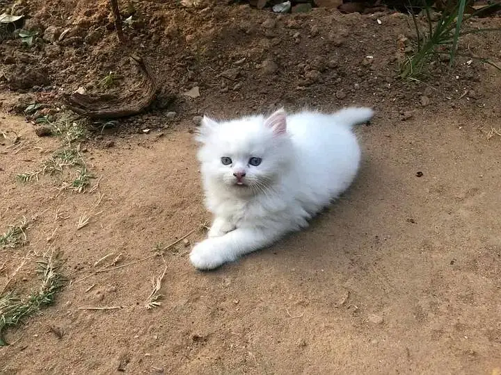 Cats | Persian | kittens |  Blue Eyes| 3 kot | O34O48 26 941| WA^⁠_⁠^ — photo 3