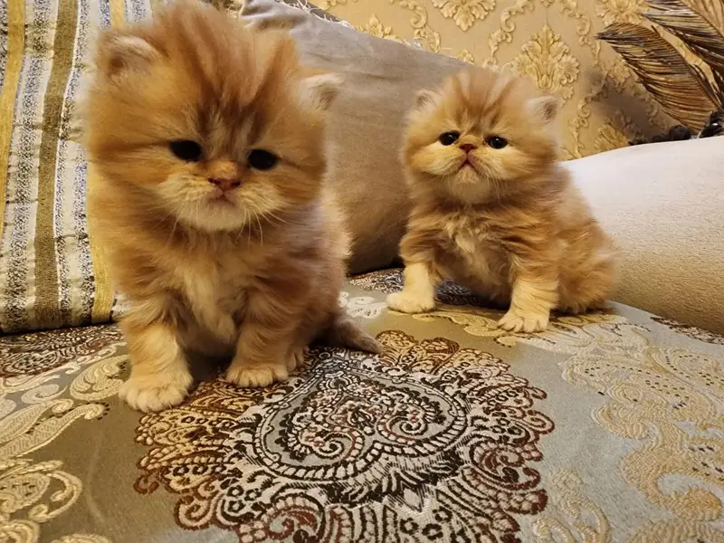 Cats | Persian | kittens |  Blue Eyes| 3 kot | O34O48 26 941| WA^⁠_⁠^ — photo 4