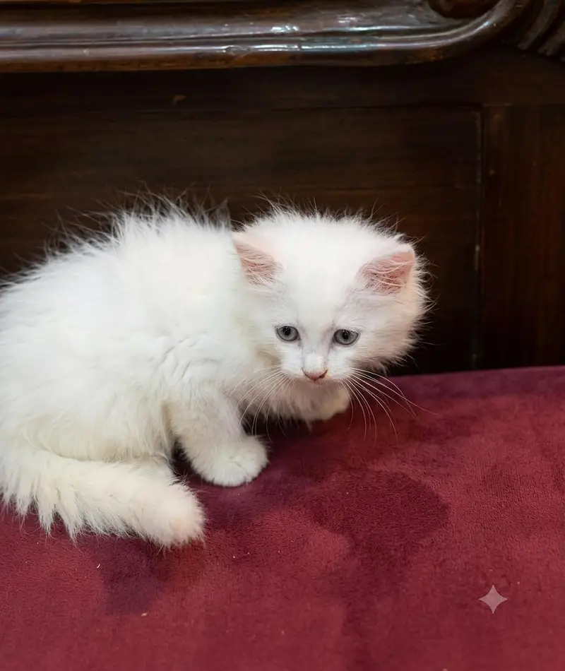 White Persian kitten — photo 3