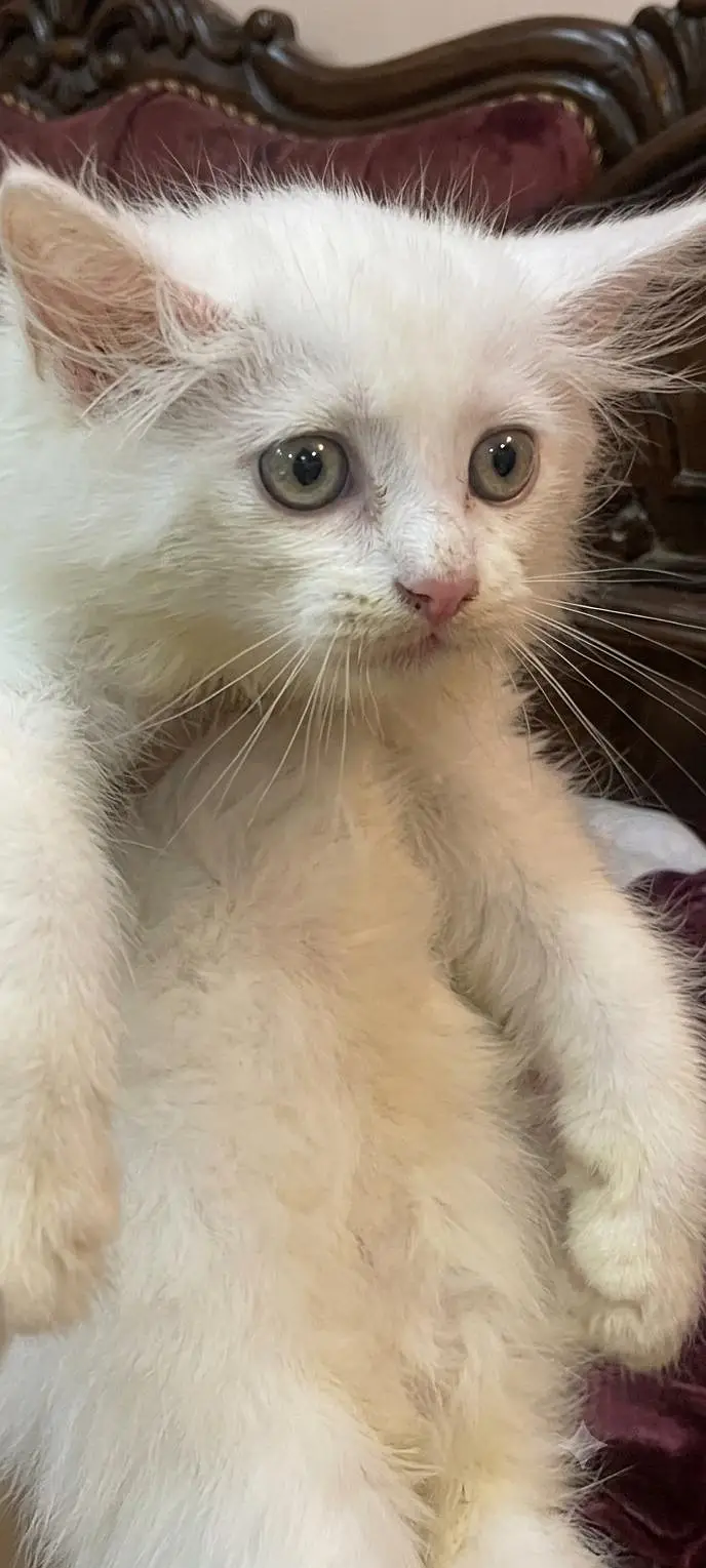 White Persian kitten — photo 4
