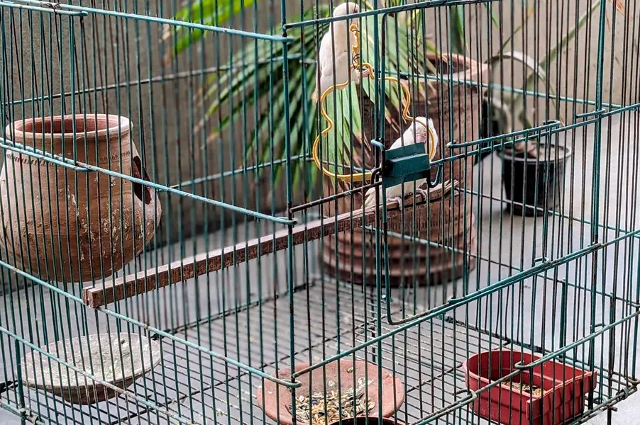 Love Bird