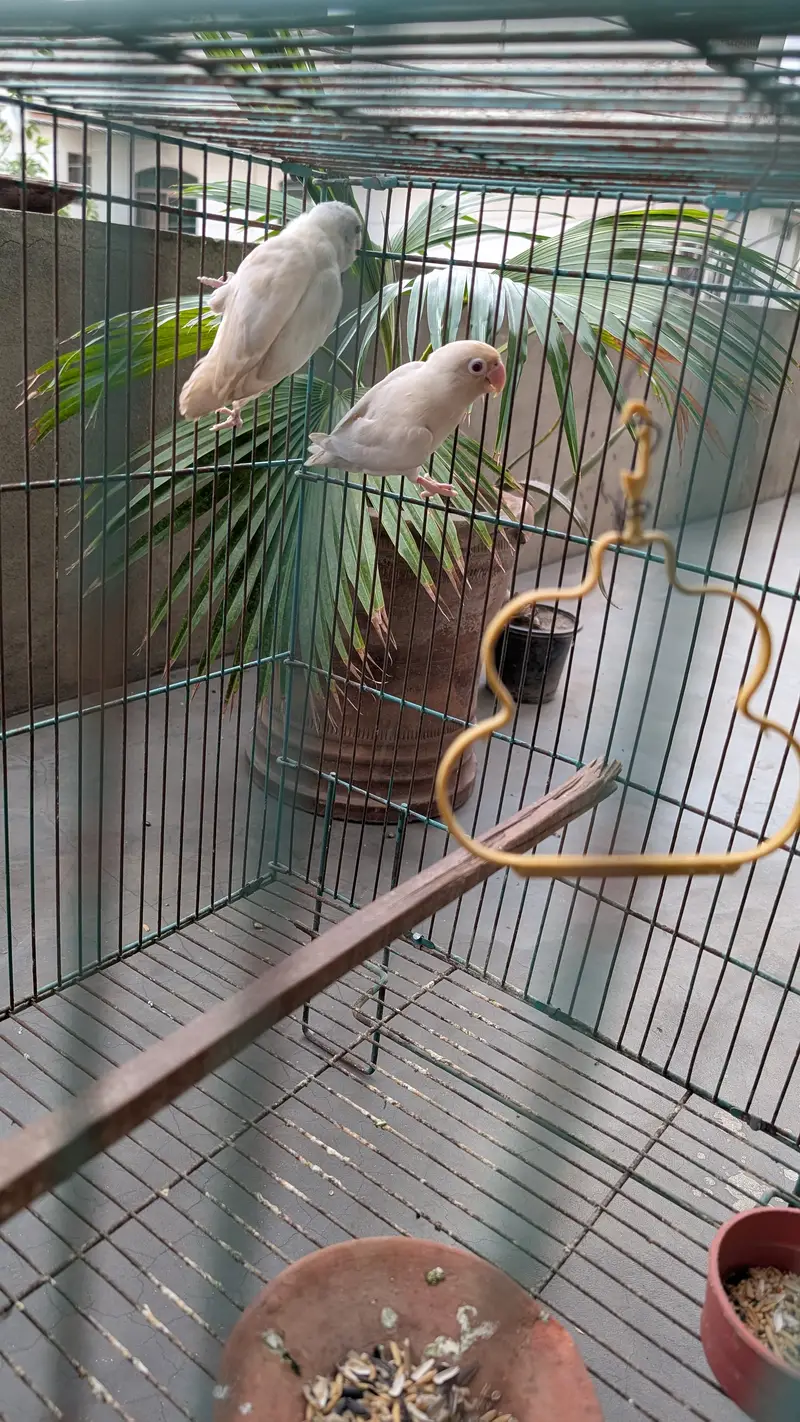 Love Bird — photo 2