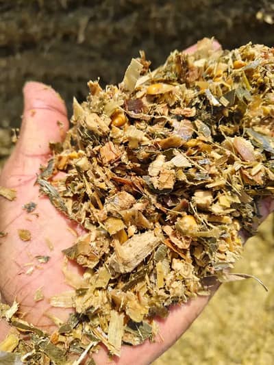 silage, corn silage, silage delivery all pakistan چوہدری سائیلج