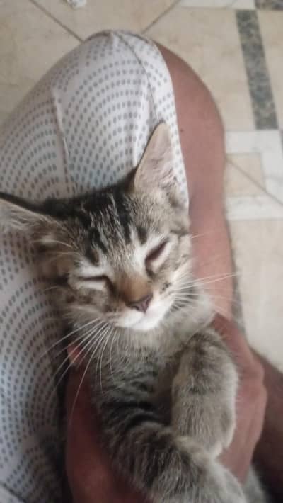 cats with cats food and litter box and litter and with cage