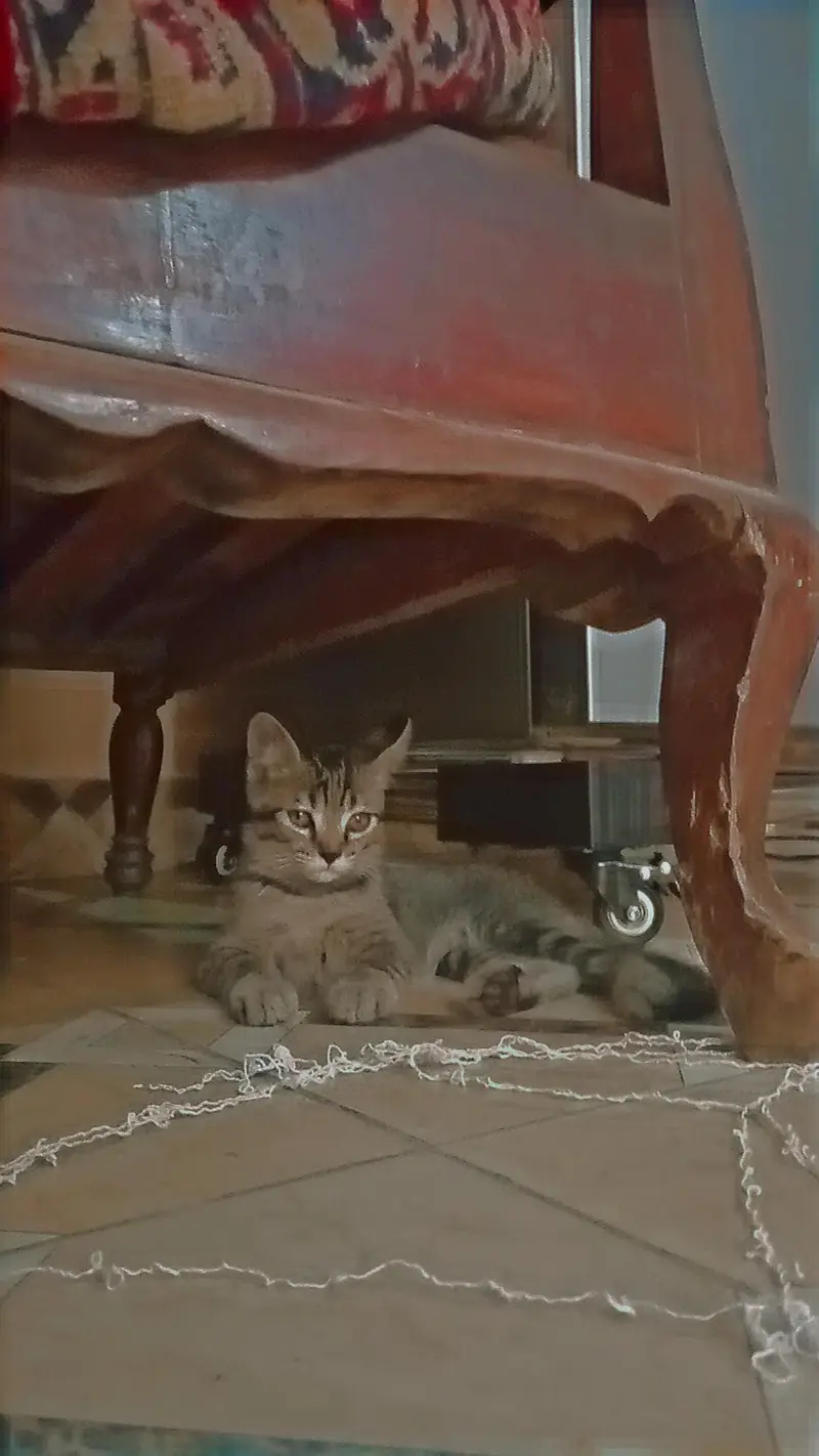 cats with cats food and litter box and litter and with cage — photo 2
