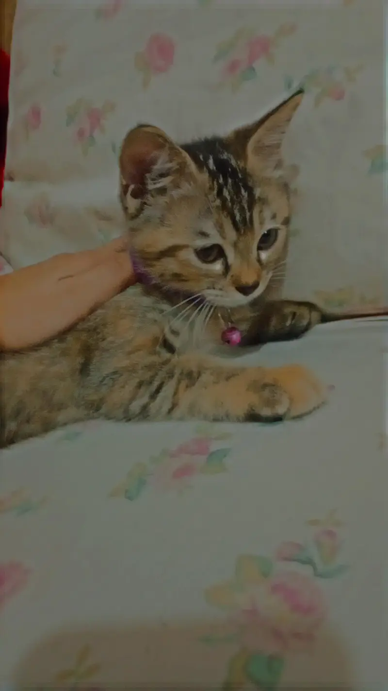 cats with cats food and litter box and litter and with cage — photo 3