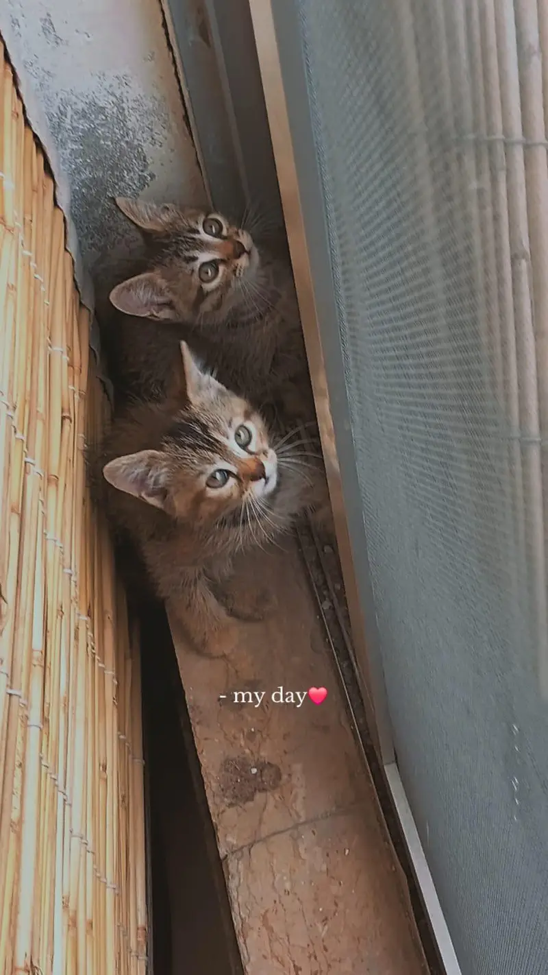 cats with cats food and litter box and litter and with cage — photo 4